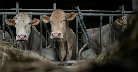 Les &eacute;levages fran&ccedil;ais en proie &agrave; une maladie h&eacute;morragique &eacute;pizootique (MHE) dop&eacute;e par le changement climatique | EntomoNews | Scoop.it