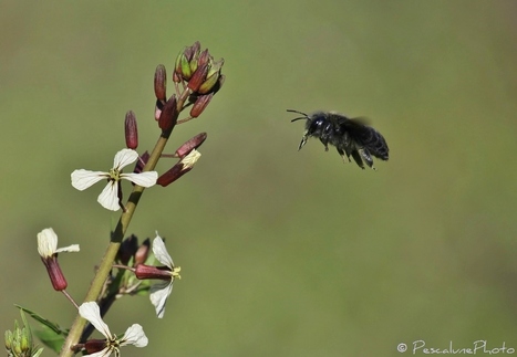 Pescalune Photo : Abeille charpentière (Xylocopa violacea) | Les Colocs du jardin | Scoop.it