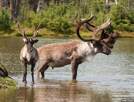 Canada's Boreal Forest: The Year in Review - Pew Environment Group | CORPORATE SOCIAL RESPONSIBILITY – | Scoop.it