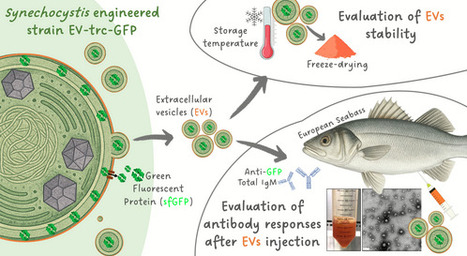 Cyanobacterial Extracellular Vesicles as Protein Carriers: Towards Fish Vaccination | mbt | RMH | Scoop.it