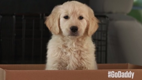 GoDaddy pulls Super Bowl ad after complaints about 'puppy mill' humor | consumer psychology | Scoop.it