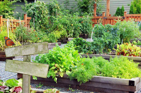 How to Start and Care for a Kitchen Garden to Fulfill Your Culinary Needs | Best  Healthy Living Scoops | Scoop.it