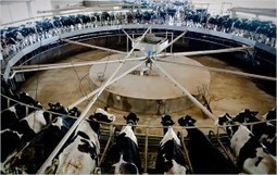 Australie : Une vaste enquête sur l'industrie laitière commence | Lait de Normandie... et d'ailleurs | Scoop.it