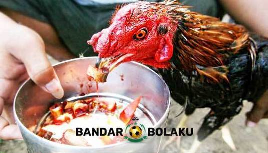 Cara Membuat Ayam Bangkok Ganas Saat Bertarung