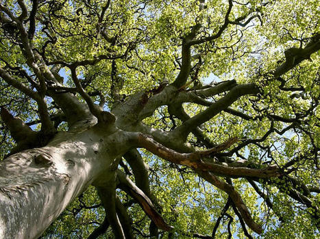 Pour une meilleure connaissance des microhabitats liés aux arbres - INRAE | Biodiversité | Scoop.it