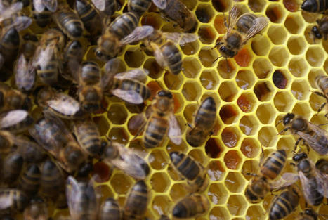 L'éolien industriel et les abeilles ne vont pas bien ensemble | Variétés entomologiques | Scoop.it