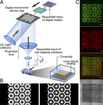 3D-printing a new lifelike liver tissue for drug screening | Amazing Science | Scoop.it