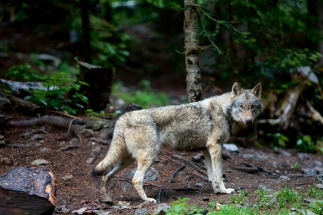 Quatre ont &eacute;t&eacute; sauv&eacute;s dans le Var - Un loup abattu dans les Alpes-de-Haute-Provence | Loup | Scoop.it