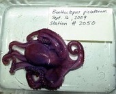 Octopuses Rewrite Their RNA to Beat the Cold | Amazing Science | Scoop.it