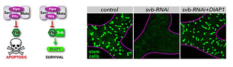 La stratégie des cellules souches adultes pour échapper à la mort programmée | EntomoNews | Scoop.it