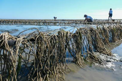 Des structures artificielles pour favoriser le retour de l’herbier  - Parc naturel marin Bassin d'Arcachon | Biodiversité | Scoop.it