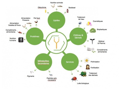 L’industrie et la finance misent sur les insectes, protéine du futur | EntomoNews | Scoop.it