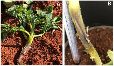Disease report in Plant Dis • Pérez-López Lab 2022 • First report of potato (Solanum tuberosum L.) blackleg disease caused by Dickeya solani in Mayabeque, Cuba | Originals | Scoop.it