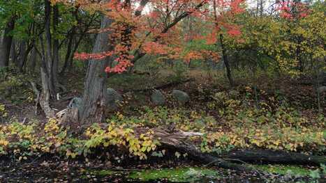 Why you shouldn't rake leaves but mulch them instead this fall | Industry 411 - Waste Management | Scoop.it