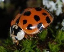 Des "b&ecirc;tes &agrave; bon Dieu" bien envahissantes ! | Vari&eacute;t&eacute;s entomologiques | Scoop.it