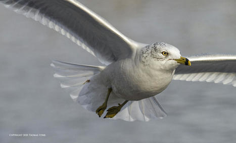 Bird AI for Birds in Flight | Mirrorless Cameras | Scoop.it