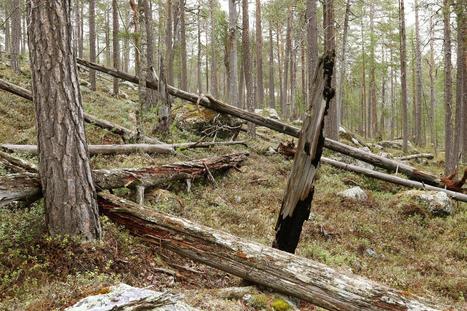 Näin ei pitänyt käydä: Lapin ikivanhaa metsää poltetaan lämmöksi – Ilmaston kannalta kestäviä jätevirtoja ei riitä kaikille | 1Uutiset - Lukemisen tähden | Scoop.it