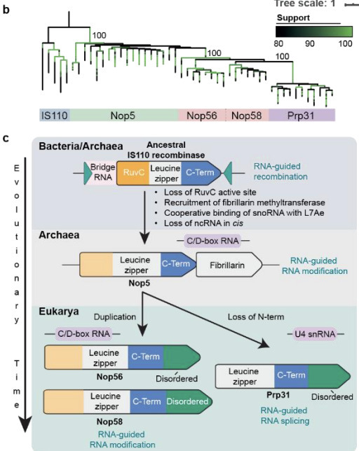 Evolutionary origins of archaeal and eukaryotic...