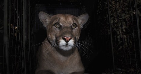 Opinion: If we keep letting mountain lions die in L.A. traffic, there soon won't be any left | Coastal Restoration | Scoop.it