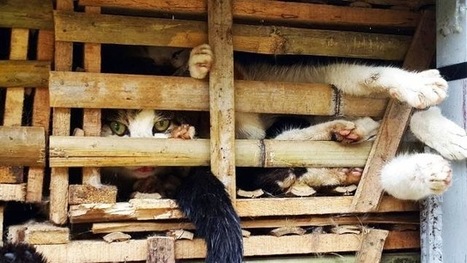 Les autorit&eacute;s vietnamiennes ont enterr&eacute; vivants des milliers de chats | ACTUALIT&Eacute; | Scoop.it