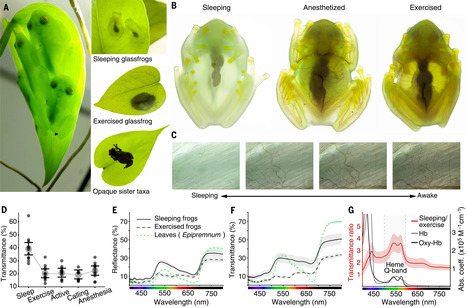 Animaux transparents : Des scientifiques révèlent les secrets de la transparence des grenouilles | EntomoNews | Scoop.it