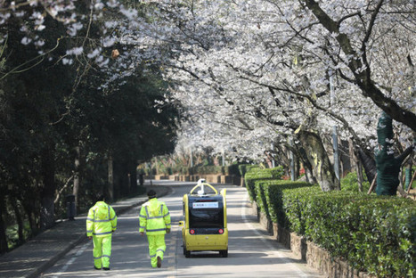 Wuhan cherry blossom live stream launched amid virus lockdown | Wuhan, Hubei | Scoop.it