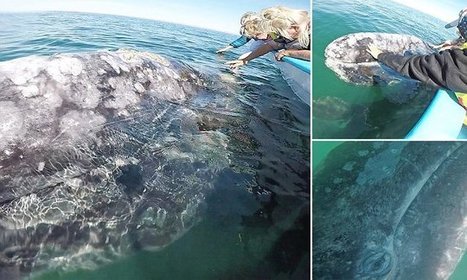 Magical moment diver gets close to a 45ft gray whale in Mexico | Baja California | Scoop.it