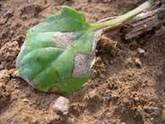 Conseils colza : choisir des vari&eacute;t&eacute;s TPS du groupe I - CETIOM | Agriculture en Pays de la Loire | Scoop.it