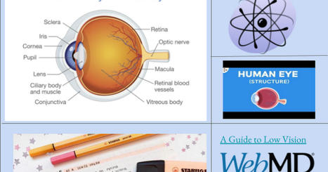 Anatomy of the Eye Hyperdoc - Margaret & Ananya - Google Slides | Homeschooling High School | Scoop.it