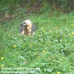 Gypaète barbu prenant un bain de boue ferrugineuse dans les Pyrénées | Ornithomedia.com | Vallées d'Aure & Louron - Pyrénées | Scoop.it