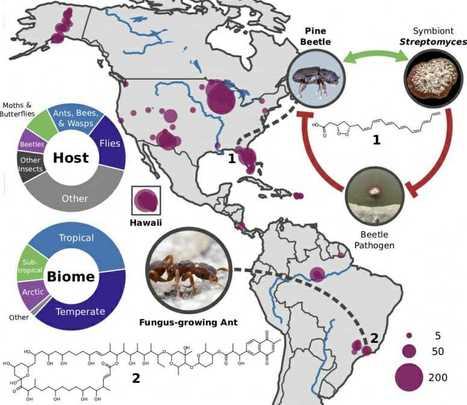 Les antibiotiques, c’est entomologique | EntomoNews | Scoop.it