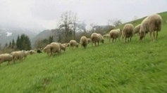 Pyrénées : la montée en estive retardée - France 3 Midi-Pyrénées | Vallées d'Aure & Louron - Pyrénées | Scoop.it