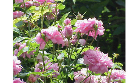 Eau florale de Rose Centifolia bio- www.elixirs-bio.com | Aromathologie | Scoop.it