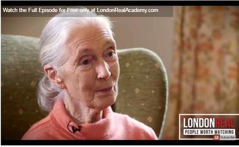 Jane Goodall and How We Can Change Our Lifestyle, shared by London Real | Empathy and Animals | Scoop.it