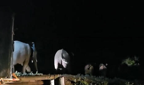 Indigenous Camdeboo Land: Four elephants doing well in new home after truck transporting them overturned on Olifantskop Pass | Indigenous People, Colonialism & Slavery Raparations, ReColonisation 2013+ | Scoop.it