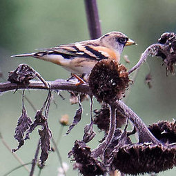 Identifier les oiseaux du jardin en hiver - Ornithomedia.com | Biodiversité | Scoop.it