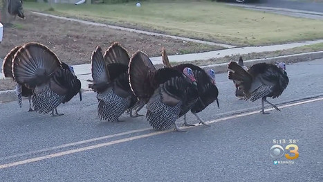 How New Jersey Is Dealing With Wild Turkeys Terrorizing 55-And-Older Community In Ocean County | Best Retirement Communities USA - News | Scoop.it