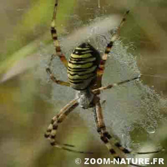 Argiope fasciée : pourquoi des rayures jaunes et noires ? | EntomoScience | Scoop.it