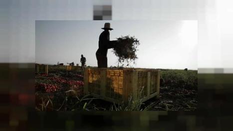 Le fléau des "esclaves modernes" dans l'agriculture européenne | Questions de développement ... | Scoop.it