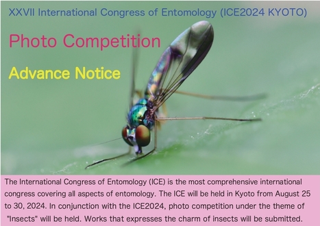 Concours photo sur le thème des insectes pour le 27e Congrès international d'entomologie prochain (CIE 2024) | Variétés entomologiques | Scoop.it