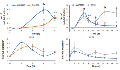 Rhizobium symbiotic efficiency meets CEP signaling peptides (IPS2, SPS) | Plant Sciences | Scoop.it