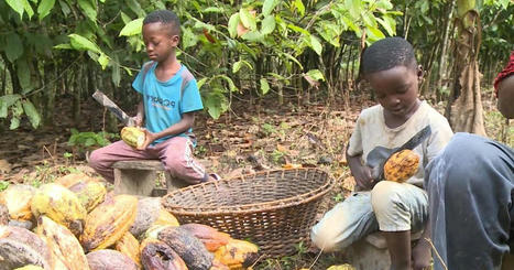 Candy company Mars uses cocoa harvested by kids as young as 5 in Ghana: CBS News investigation - CBS News | Operation Phobos | Scoop.it