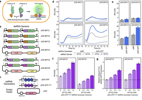 Genetic biosensor for optimizing double-stranded RNA production by bacterial symbionts | brvbe | RMH | Scoop.it