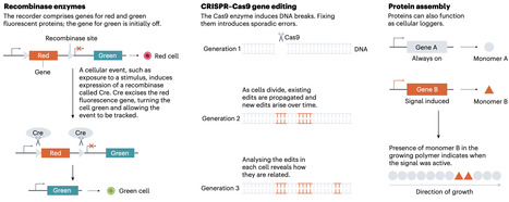 Real-time molecular recorders expose the inner lives of cells | nat | RMH | Scoop.it