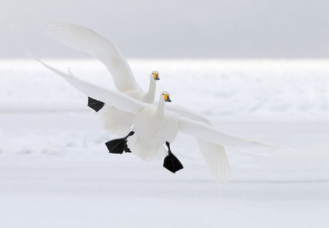 Duo Landing by Harry Eggens | My Photo | Scoop.it