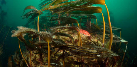 Morbihan : comment la désertification des paysages sous-marins bouleverse les écosystèmes côtiers | Pipistrella | Scoop.it