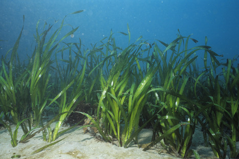 Underwater Meadows Might Serve As Antacid For Acid Seas | Coastal Restoration | Scoop.it