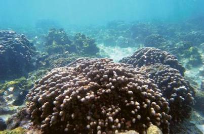 Arabian Gulf Marine biodiversity under threat | OUR OCEANS NEED US | Scoop.it