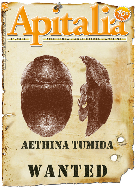 Situation de l'infestation des ruchers italiens par Aethina tumida | EntomoNews | Scoop.it