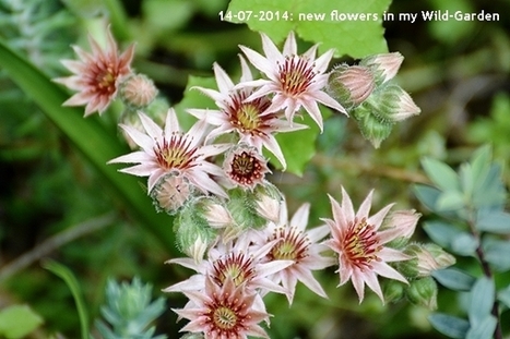 Gardening: The Wild-Garden | Names Of The Flowers | Sempervivum | Houseleeks | Hobby, LifeStyle and much more... (multilingual: EN, FR, DE) | Scoop.it